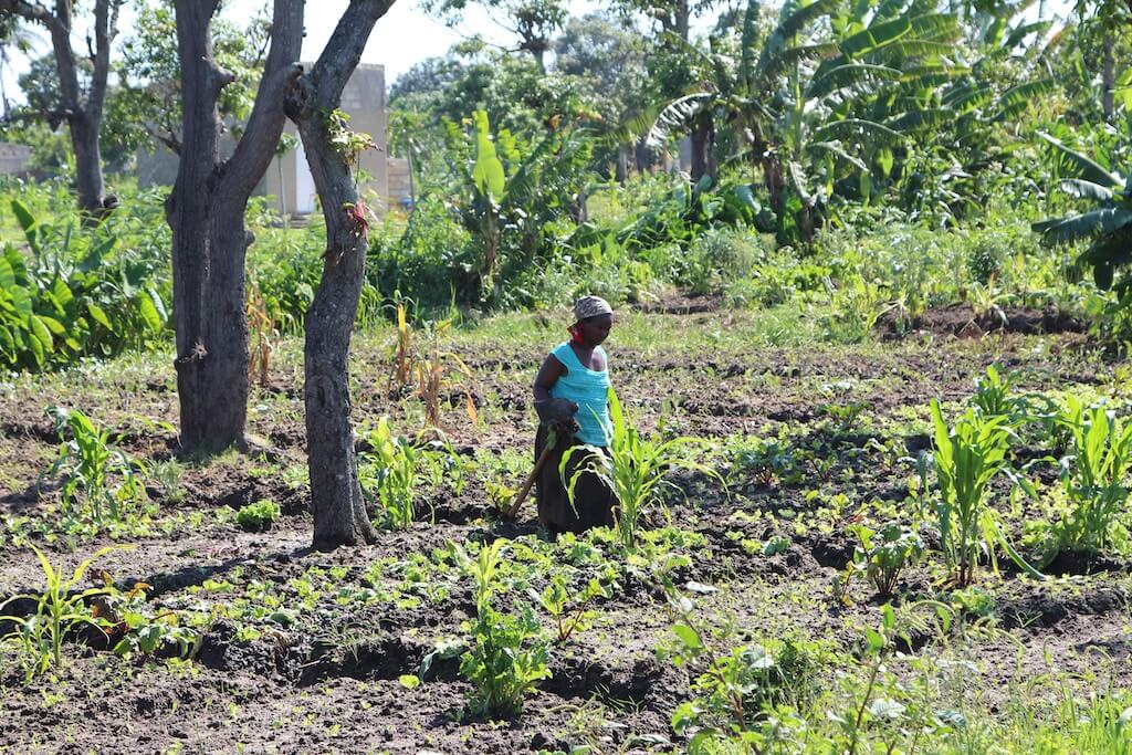 https://gartenfreunde-liberg.de/assets/bodenentsalzung-in-maputo/IMG_7611.JPG